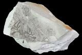 Plate Of Silurian Fossil Algae (Leveillites) - Estonia #102654-1